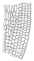 Ischyrodon lepturus, alar cells. Drawn from B.H. Macmillan 71/279, CHR 163468.
 Image: R.C. Wagstaff © Landcare Research 2014 